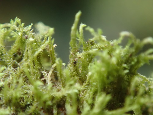 Image of Blepharostoma trichophyllum by no rights reserved
