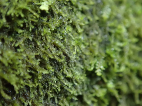 Image of Blepharostoma trichophyllum by no rights reserved