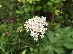 Achillea millefolium