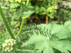 Achillea millefolium