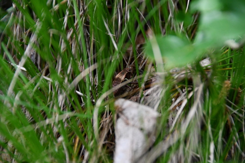 kobylka počerná (Pholidoptera aptera)