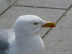 Larus argentatus
