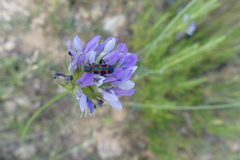 Trichodes leucopsideus