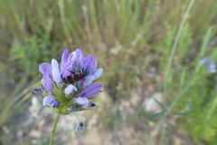 Trichodes leucopsideus