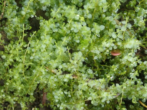 Drummond's plagiomnium moss (Plagiomnium drummondii)