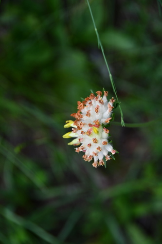 bôľhoj lekársky (Anthyllis vulneraria)