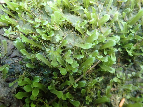 Apopellia alpicola