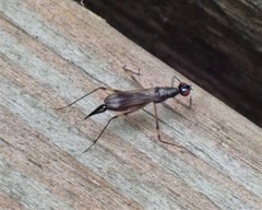 Rainieria antennaepes