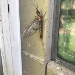 Hexagenia bilineata
