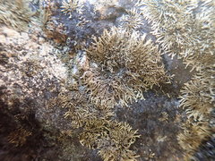 Tingiopsidium isidiatum