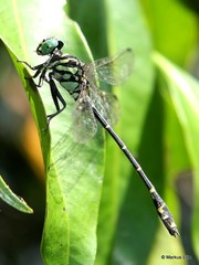 Burmagomphus pyramidalis