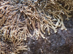 Tingiopsidium isidiatum