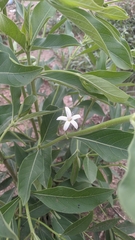 Morinda pubescens