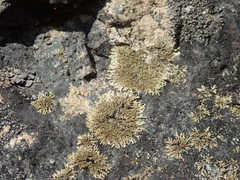 Tingiopsidium isidiatum