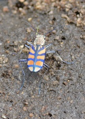 Chaetodera regalis