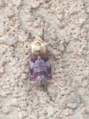 Periphanes delphinii