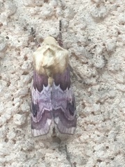 Periphanes delphinii