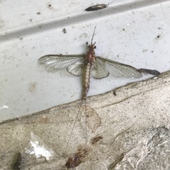 Hexagenia bilineata