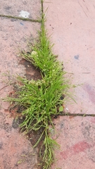 Angiospermae