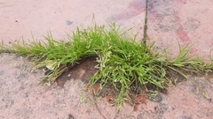 Angiospermae