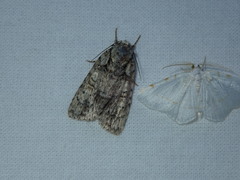 Acronicta retardata