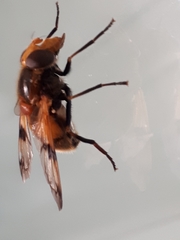 Volucella inflata