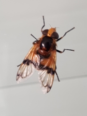 Volucella inflata