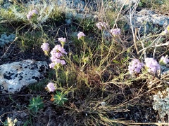 Dianthus pseudarmeria