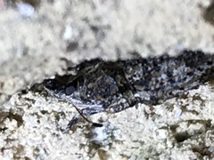 Meconemus infuscatus