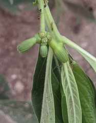 Morinda pubescens