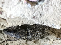 Meconemus infuscatus