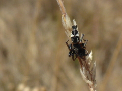 Sergiolus montanus