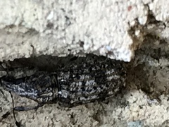 Meconemus infuscatus