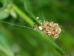 Araneae