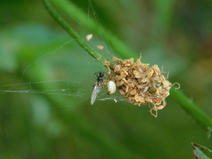 Araneae