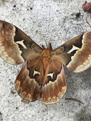 Callosamia angulifera