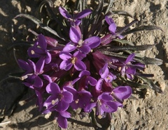 Erysimum pallasii