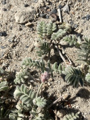 Astragalus monoensis