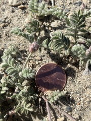 Astragalus monoensis