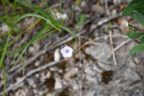 Lan (Linum)
