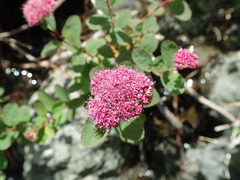 Spiraea splendens
