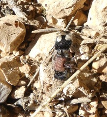 Ronisia