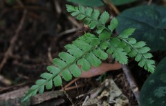 Arachniodes rhomboidea