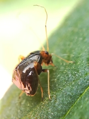 Halticus luteicollis