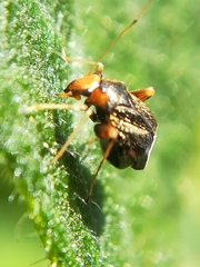 Halticus luteicollis