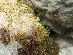 Pseudoleskea baileyi