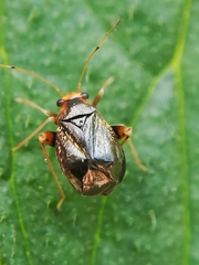 Halticus luteicollis