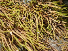 Pseudoleskea baileyi