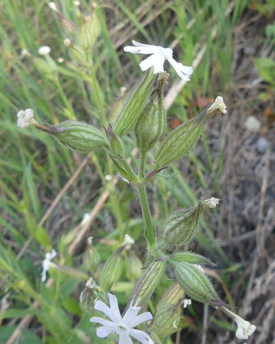 Silene aprentesi di notte
