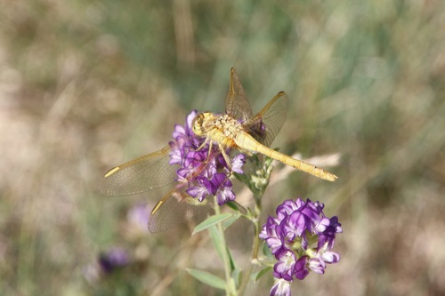 Saffron-winged Meadowhawk photo 4
